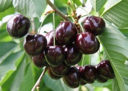 Prunus avium Szomolyai fekete / Szomolyai fekete cseresznye